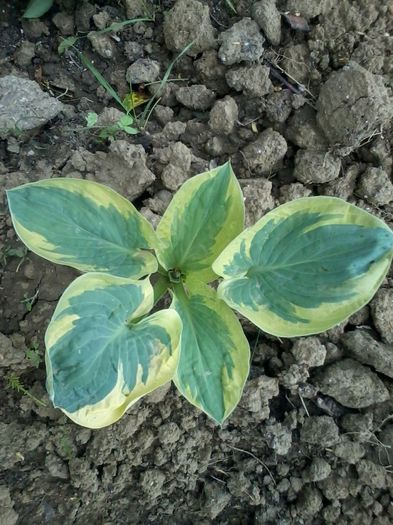 snow cap - Hoste hortensii heuchera 2014 2015