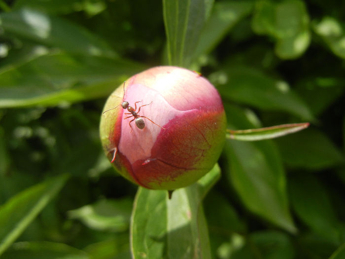 Peony. Bujor (2014, May 09) - BUJORI_Peony Paeonia
