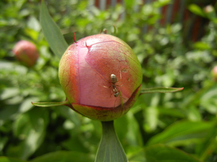 Peony. Bujor (2014, May 09) - BUJORI_Peony Paeonia