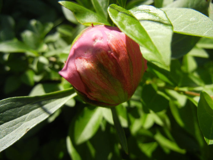 Peony. Bujor (2014, May 11) - BUJORI_Peony Paeonia