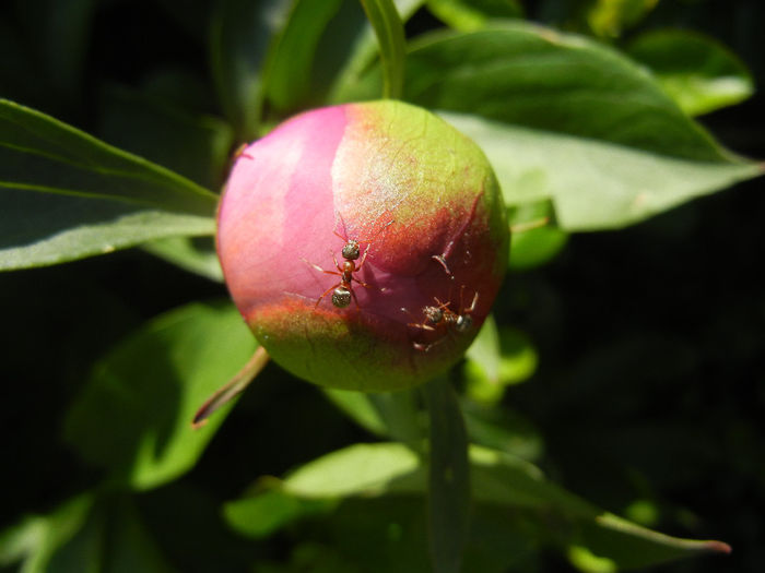 Peony. Bujor (2014, May 11) - BUJORI_Peony Paeonia