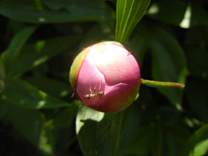 Peony. Bujor (2014, May 11) - BUJORI_Peony Paeonia
