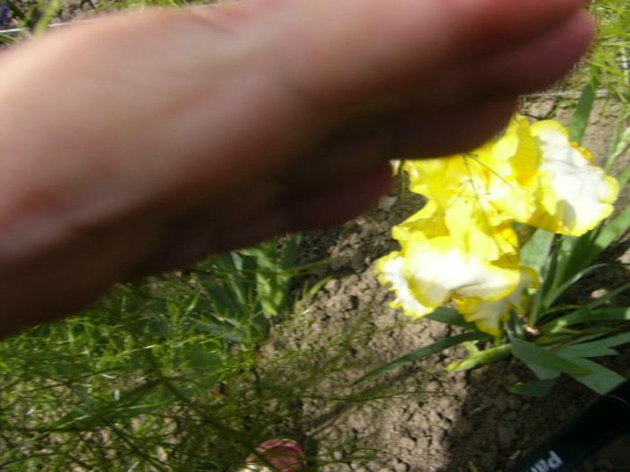 Iris Fringe of Gold