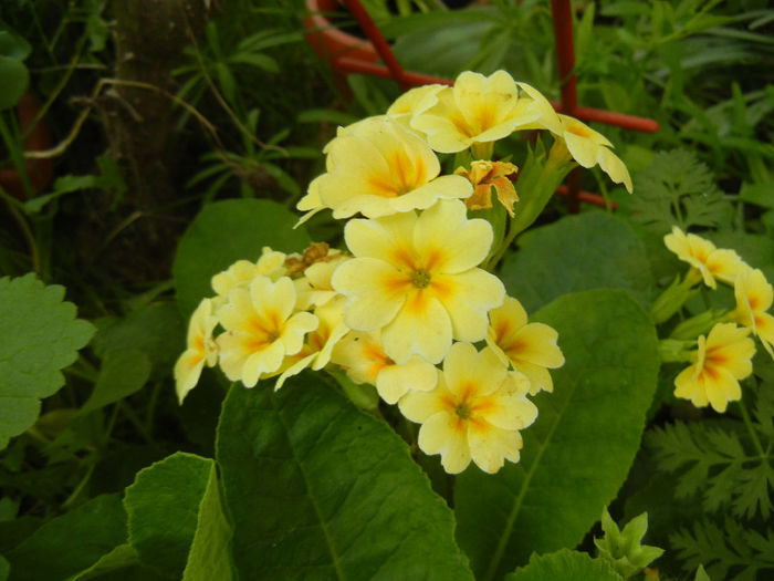 Primula polyanthus Yellow (2014, Apr.30)