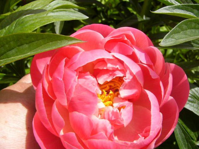 Coral Charm