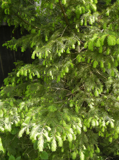 Picea abies (2014, May 02) - Picea abies 2010