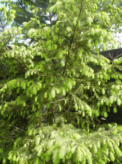 Picea abies (2014, May 02) - Picea abies 2010