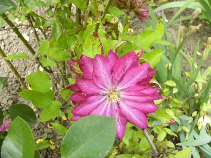 Clematita Kaen