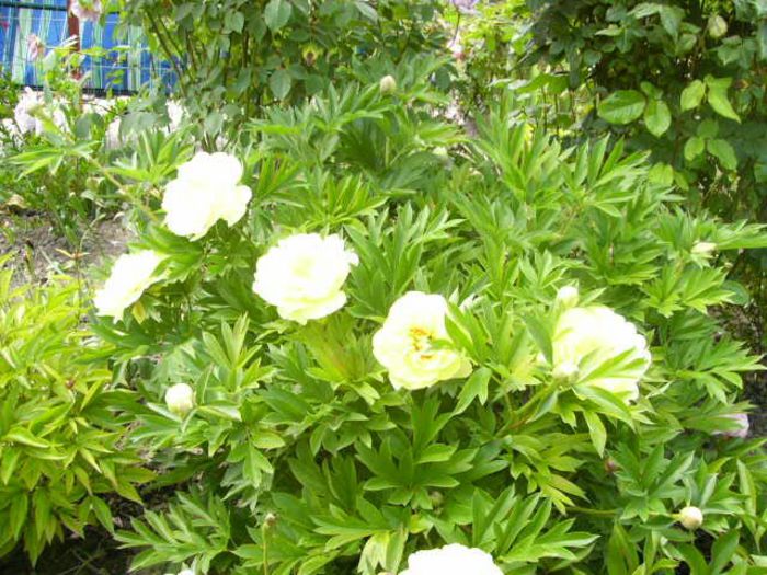 Paeonia Bartzela-Itoh-