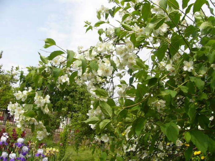 Philadelphus