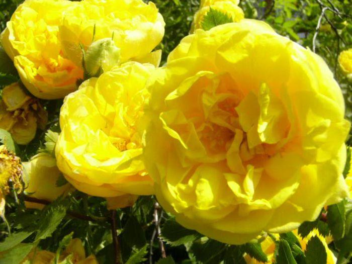 Persian Yellow