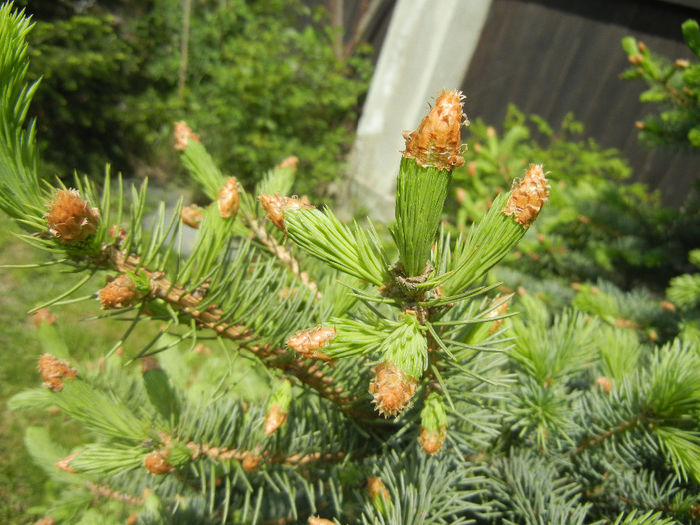Picea abies (2014, May 02) - Picea abies 2008