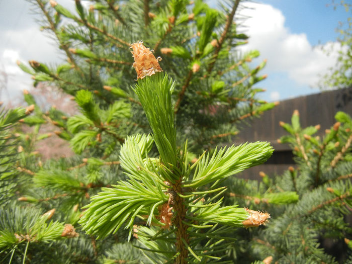 Picea abies (2014, May 02) - Picea abies 2008