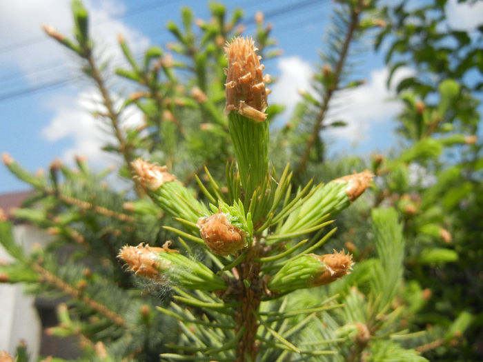 Picea abies (2014, May 02)