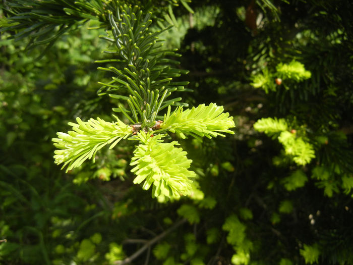 Abies nordmanniana (2014, May 02)