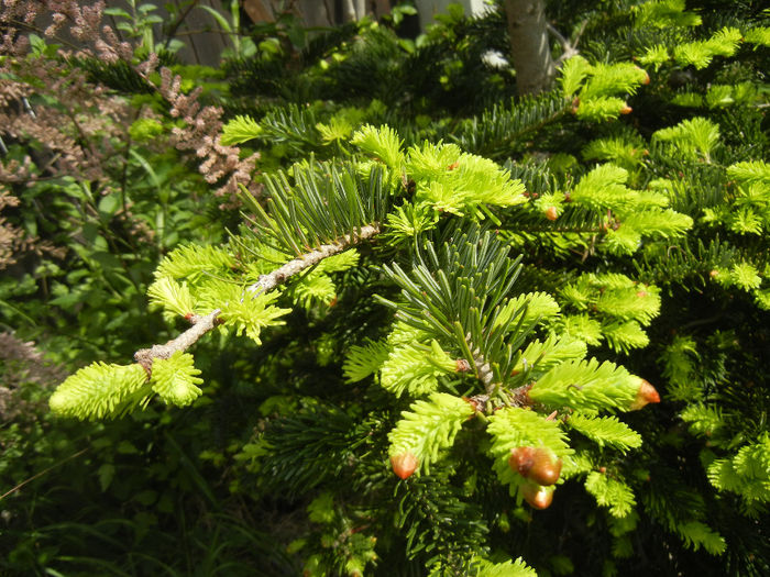 Abies nordmanniana (2014, May 02)