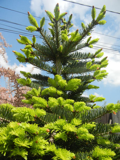 Abies nordmanniana (2014, May 02) - Abies nordmanniana