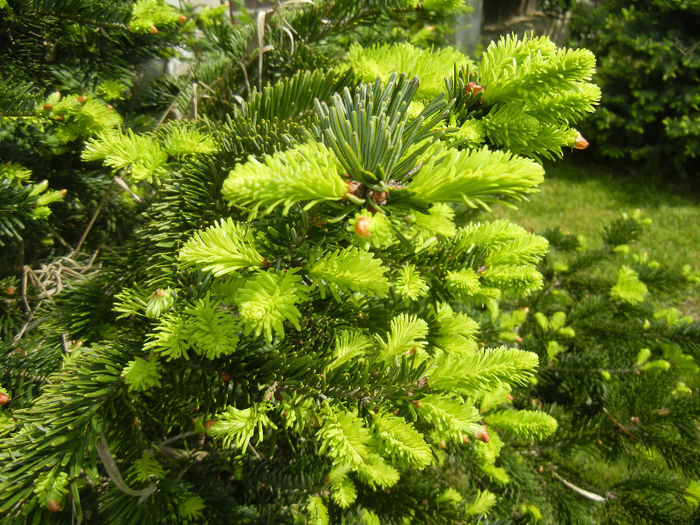 Abies nordmanniana (2014, May 02) - Abies nordmanniana