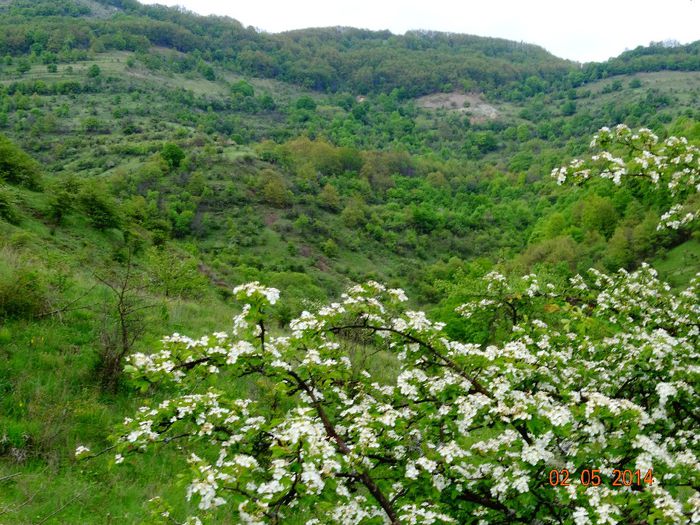DSC02929 - Peisaje 2014 si alte imagini
