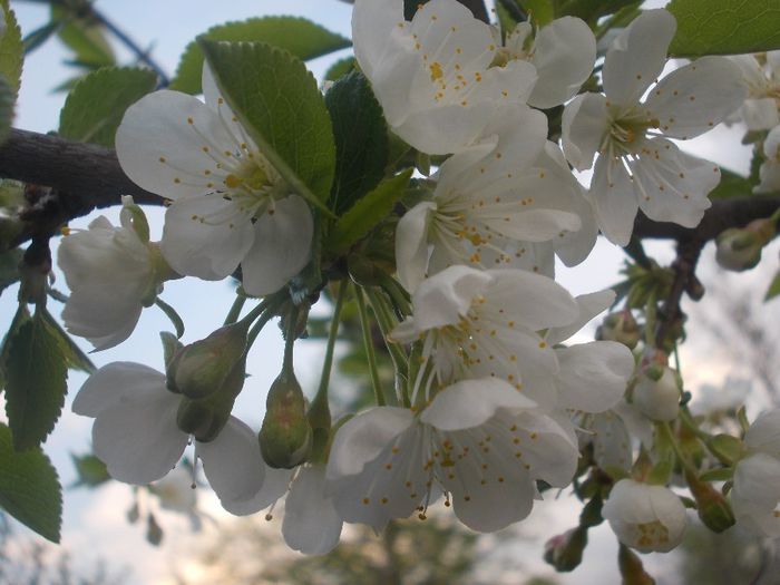 DSCN0392 - flori 2
