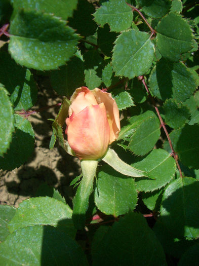 'Crocus Rose' • AUSquest • City of Timaru • Emanuel; Shrub.  English Rose Collection. David Austin (United Kingdom, 2000)
