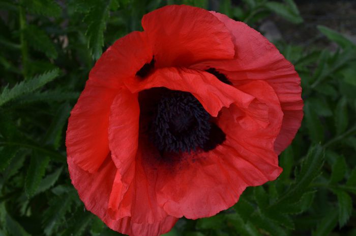 DSC_1212 - 1Gradinuta 2014