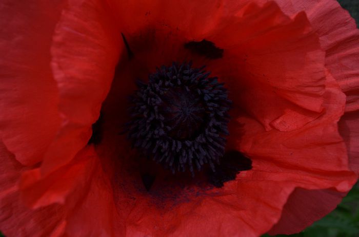 DSC_1213 - 1Gradinuta 2014