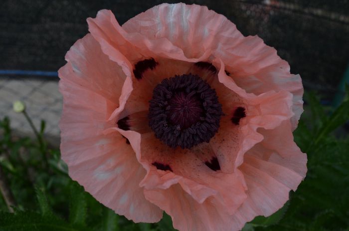 DSC_1214 - 1Gradinuta 2014