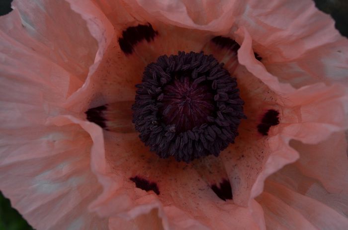 DSC_1215 - 1Gradinuta 2014