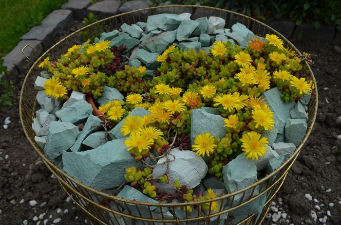 DSC_1216 - 1Gradinuta 2014