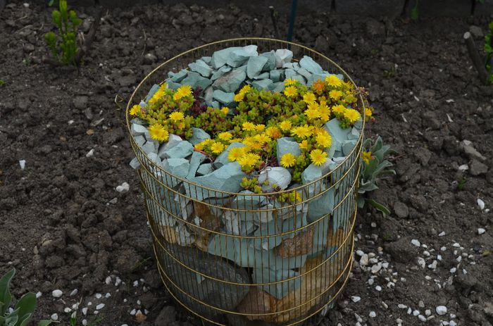 DSC_1217 - 1Gradinuta 2014