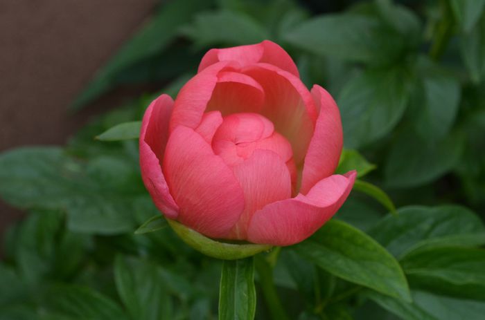 DSC_1219 - 1Gradinuta 2014