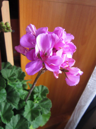 muscata mova - flori