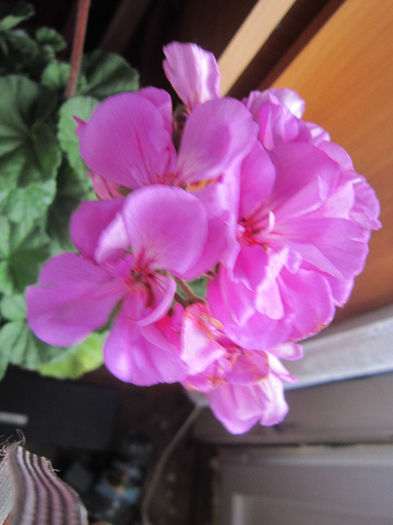 muscata amethist - flori