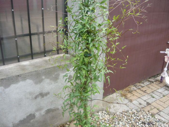 clematis tangutica; 2014
