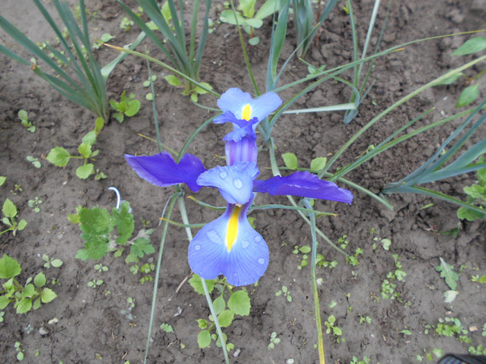 deocamdata,singur IRIS mediu - Mai 2014