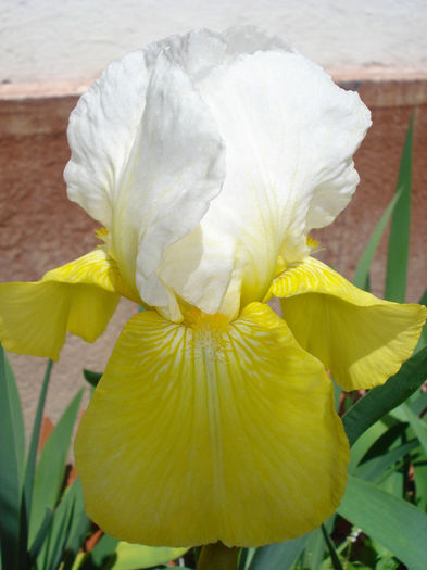 Tulip Festival