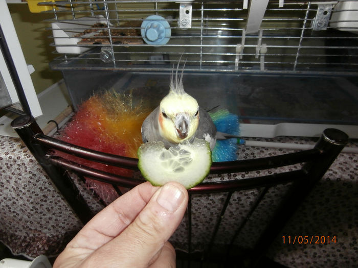 P5110299 - 07 - Ciufy - papagalul caruia ii plac fructele si legumele