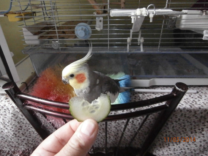 P5110300 - 07 - Ciufy - papagalul caruia ii plac fructele si legumele