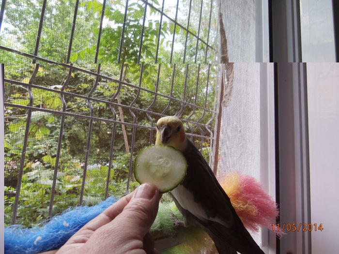 P5110301 - 07 - Ciufy - papagalul caruia ii plac fructele si legumele