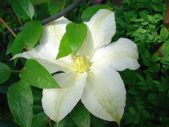 Roko-Kolla, gr.3 - Clematis 2014