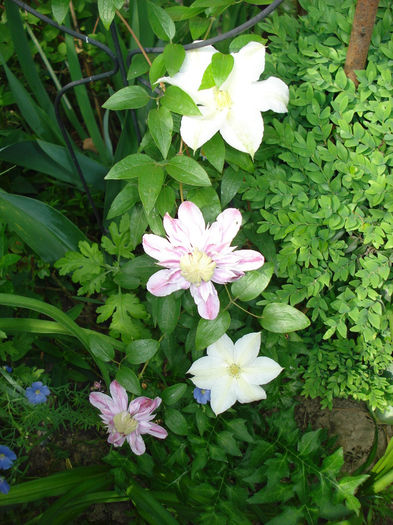 Roko-Kolla si Josephine - Clematis 2014