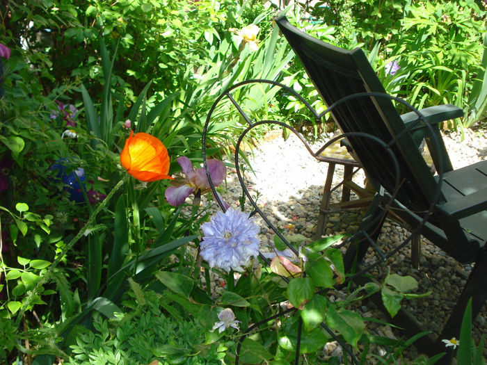 DSC09538 - Clematis 2014