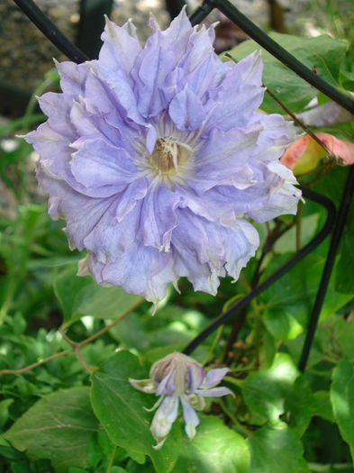 Vyvyan Pennell - Clematis 2014