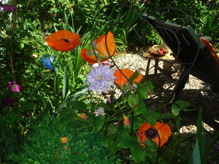 DSC09712 - Clematis 2014