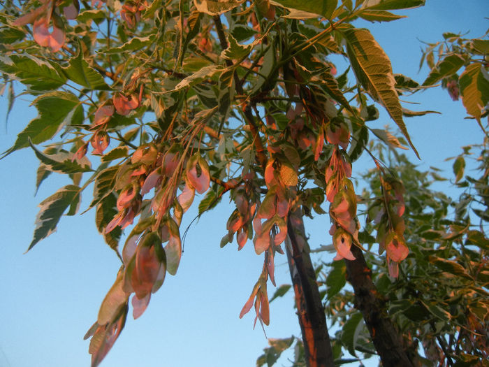 Acer negundo Flamingo (2014, May 06) - Acer negundo Flamingo