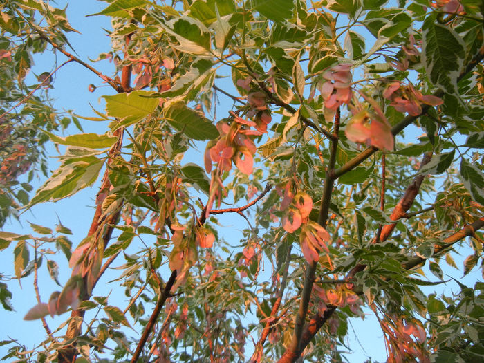 Acer negundo Flamingo (2014, May 06) - Acer negundo Flamingo