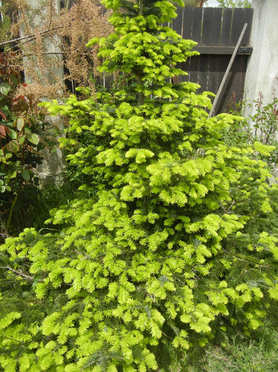 Abies nordmanniana (2014, May 09)
