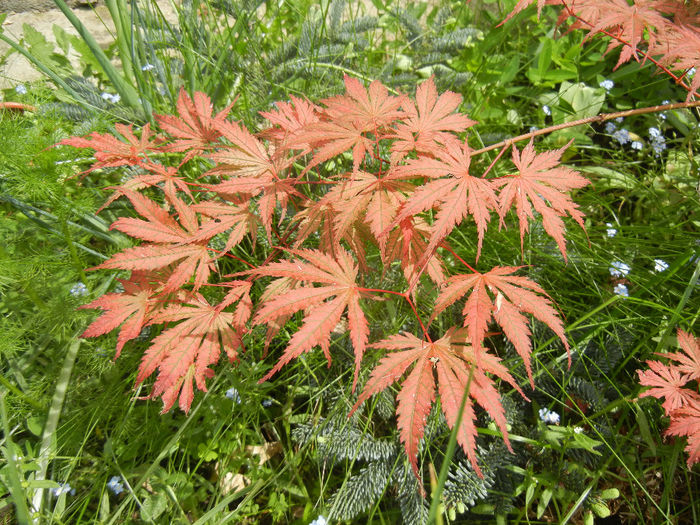 Acer palmatum Ariadne (2014, May 09)