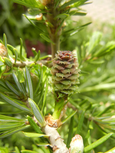 Abies koreana (2014, May 09) - Abies koreana_Korean Fir